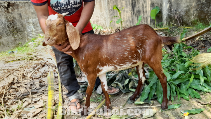 বড় সাইজের খাসি